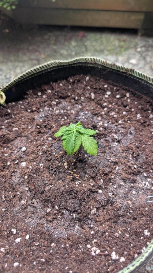 Anesia Purple Boost Highness. Week 2