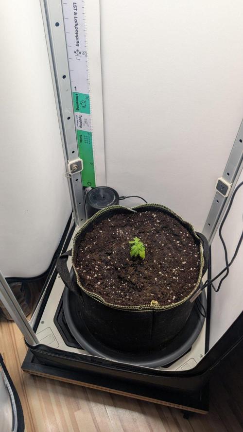 Anesia Purple Boost Highness. Week 2