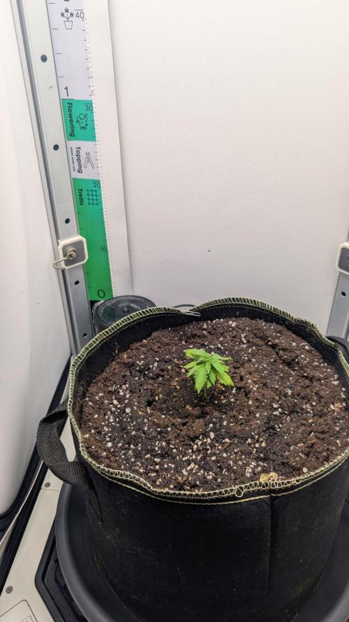 Anesia Purple Boost Highness. Week 2