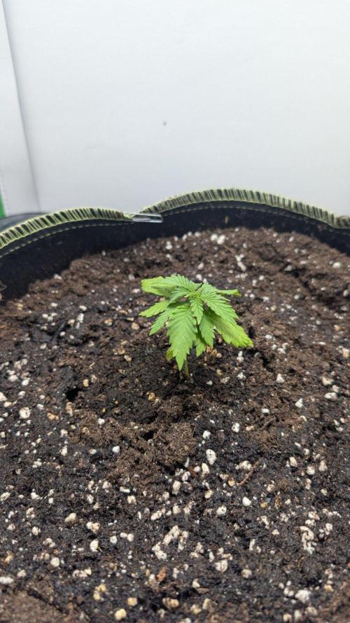 Anesia Purple Boost Highness. Week 2