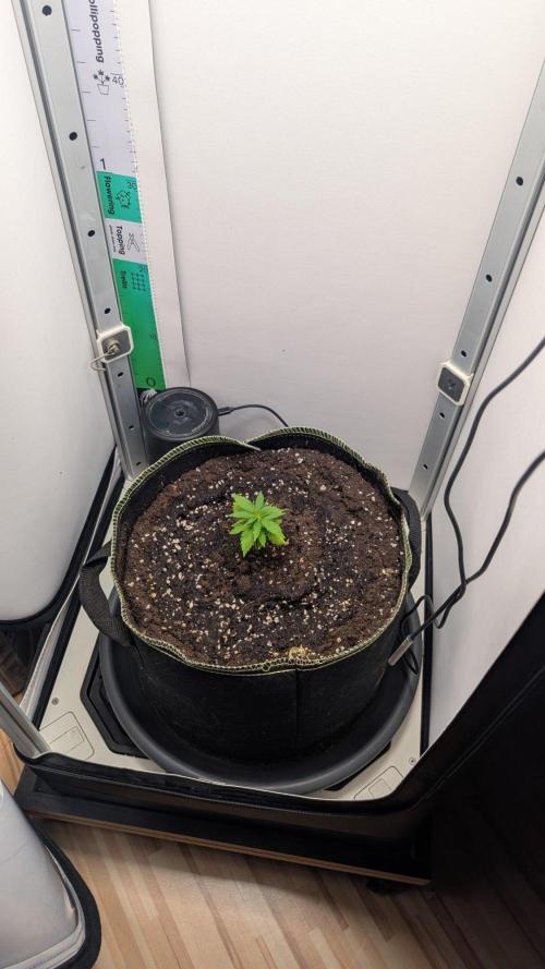 Anesia Purple Boost Highness. Week 2