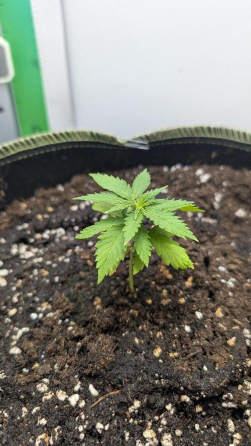 Anesia Purple Boost Highness. Week 2