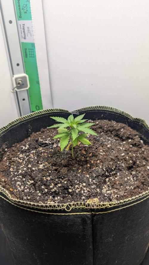Anesia Purple Boost Highness. Week 3