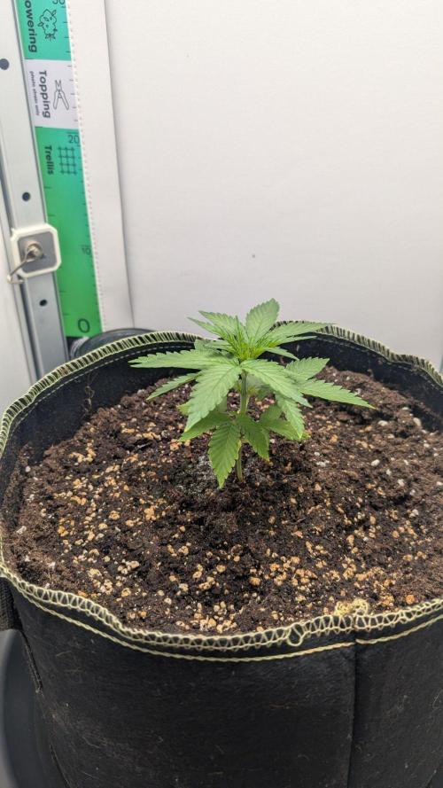 Anesia Purple Boost Highness. Week 3