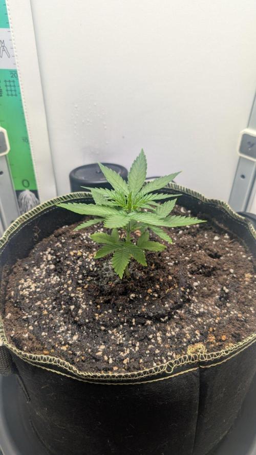 Anesia Purple Boost Highness. Week 3