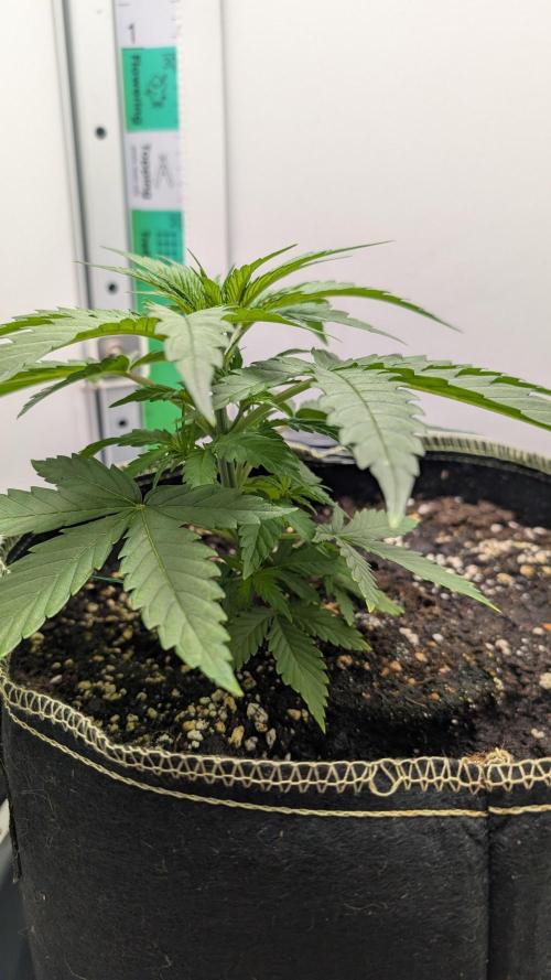 Anesia Purple Boost Highness. Week 4