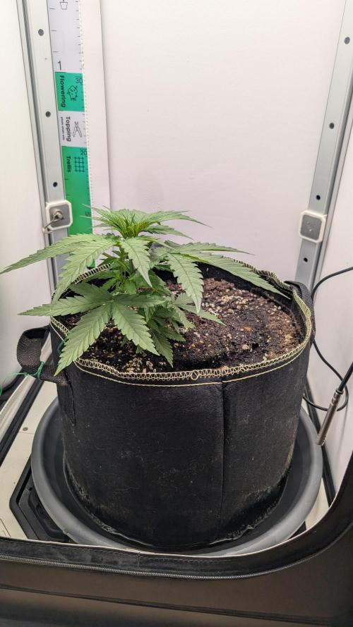 Anesia Purple Boost Highness. Week 4