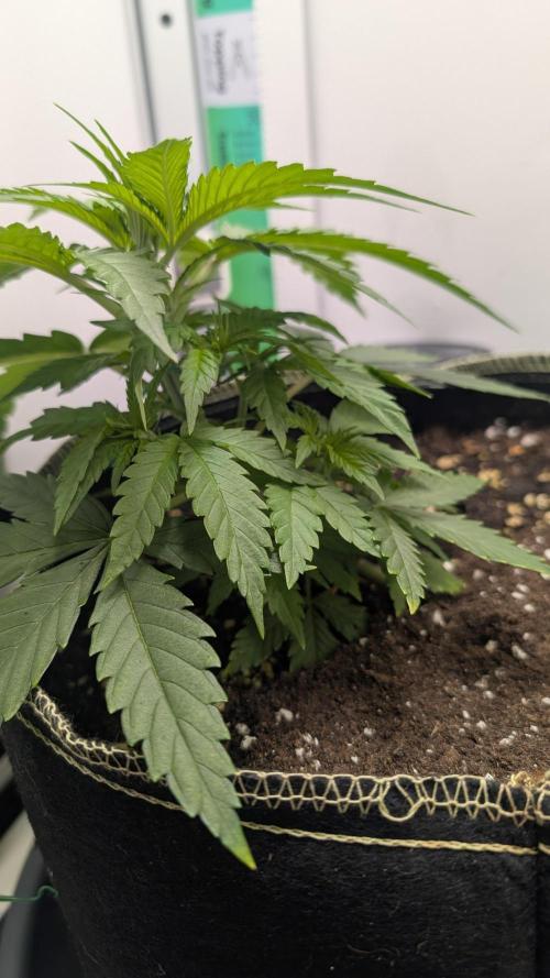 Anesia Purple Boost Highness. Week 4