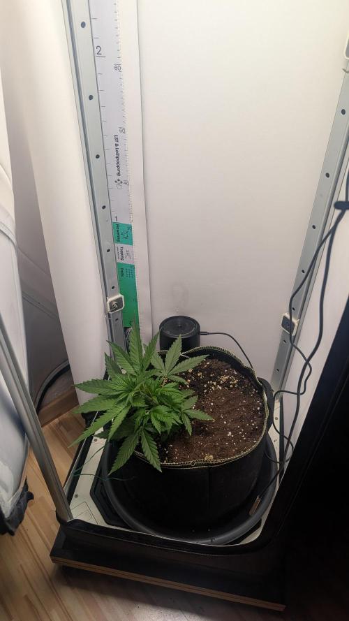 Anesia Purple Boost Highness. Week 4