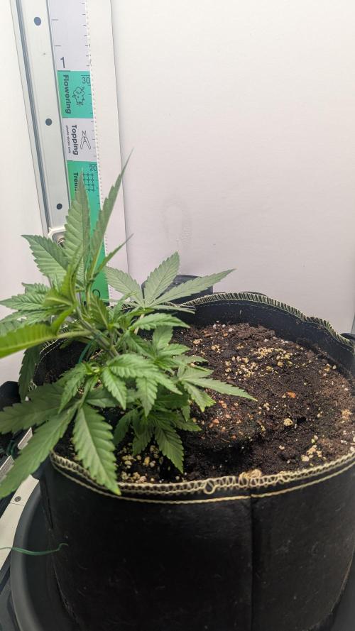 Anesia Purple Boost Highness. Week 4