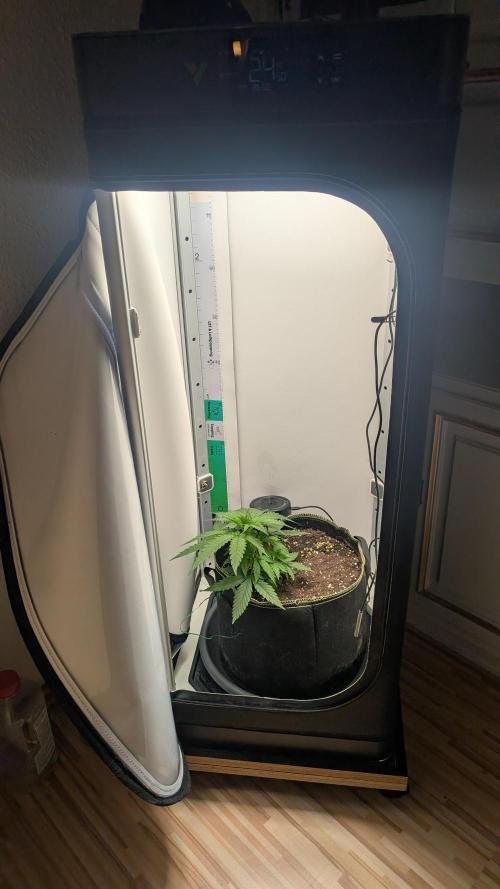 Anesia Purple Boost Highness. Week 4
