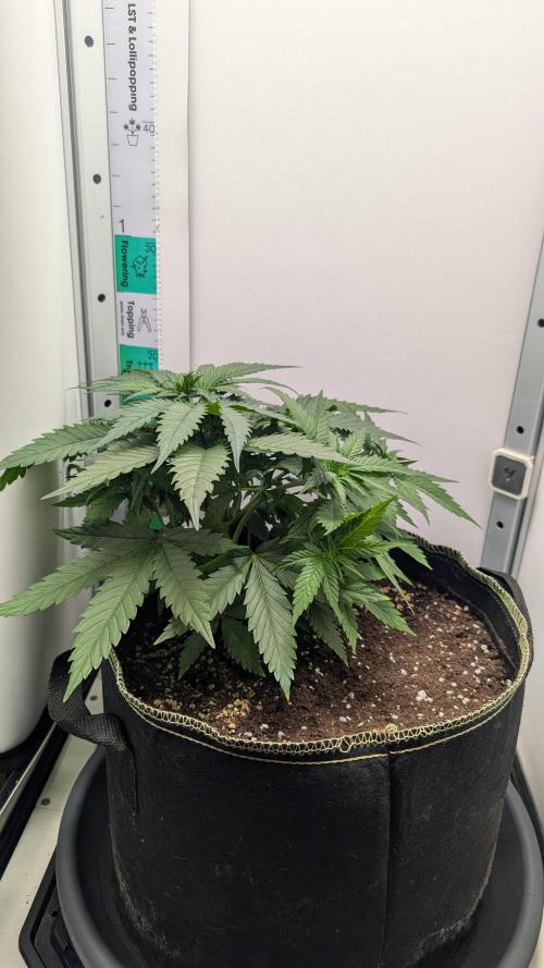 Anesia Purple Boost Highness. Week 5