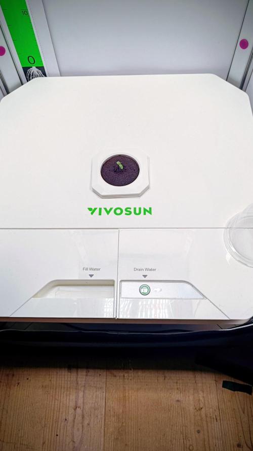 Diablo Rojo XL Auto in the VGrow DWC. Week 1