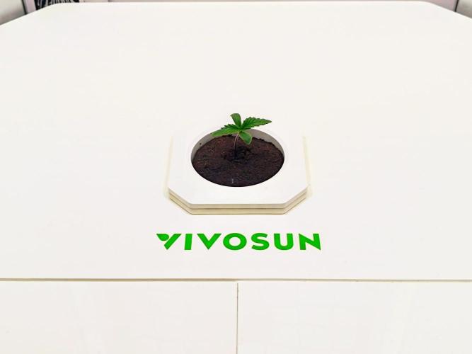 Diablo Rojo XL Auto in the VGrow DWC. Week 1