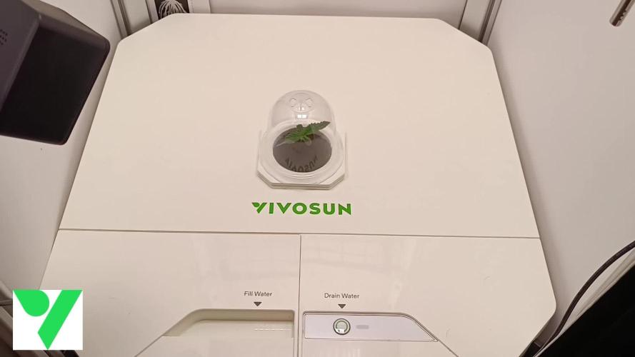 Diablo Rojo XL Auto in the VGrow DWC