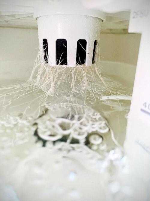 Diablo Rojo XL Auto in the VGrow DWC. Week 2