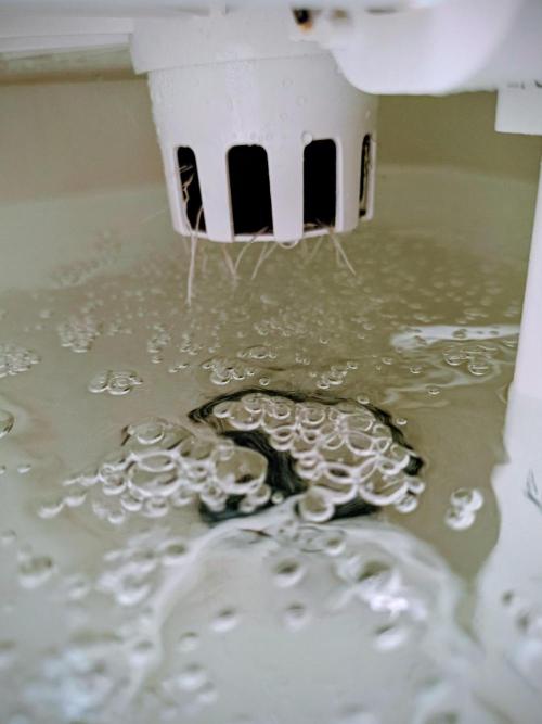 Diablo Rojo XL Auto in the VGrow DWC. Week 2