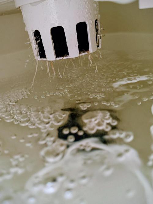 Diablo Rojo XL Auto in the VGrow DWC. Week 2