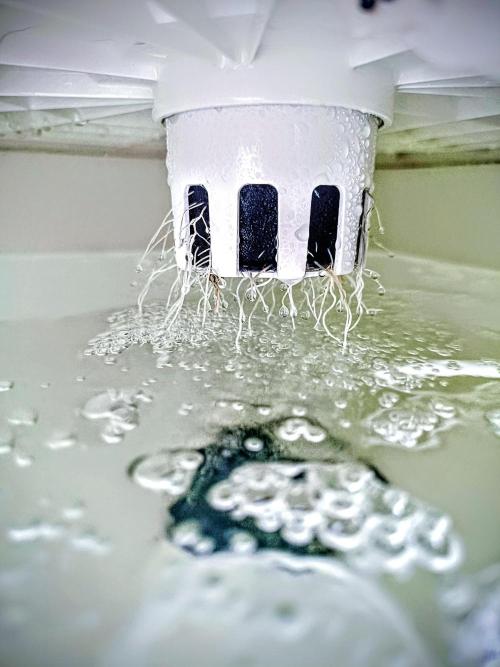 Diablo Rojo XL Auto in the VGrow DWC. Week 2