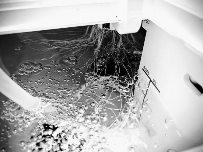 Diablo Rojo XL Auto in the VGrow DWC. Week 3