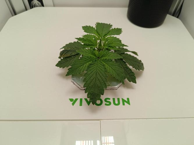 Diablo Rojo XL Auto in the VGrow DWC. Week 3 - Sie sieht nicht 100% glücklich aus, der pH war zu hoch, die RLF zu niedrig...