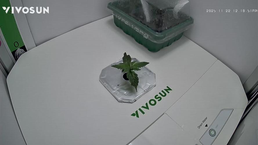 Diablo Rojo XL Auto in the VGrow DWC