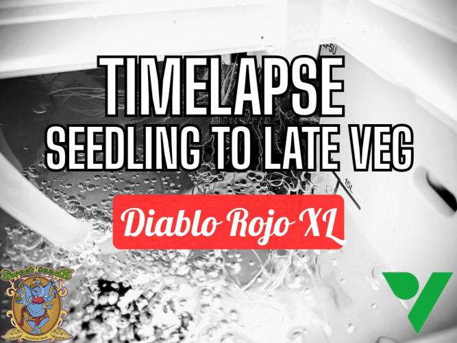 Diablo Rojo XL Auto in the VGrow DWC. Week 4