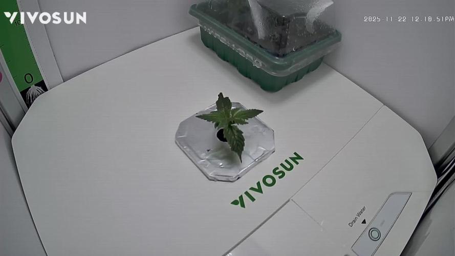 Diablo Rojo XL Auto in the VGrow DWC