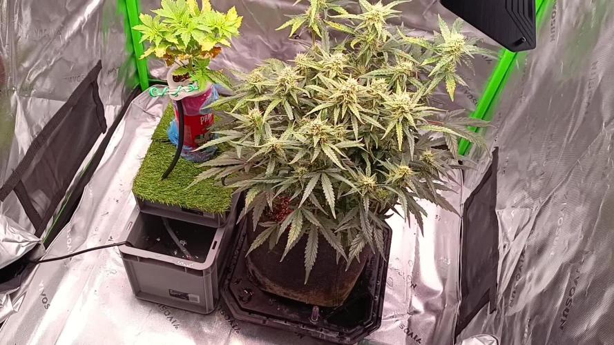 Diablo Rojo XL Auto in the VGrow DWC