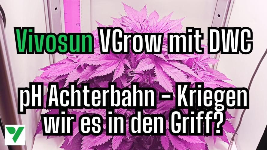 Diablo Rojo XL Auto in the VGrow DWC. Week 5