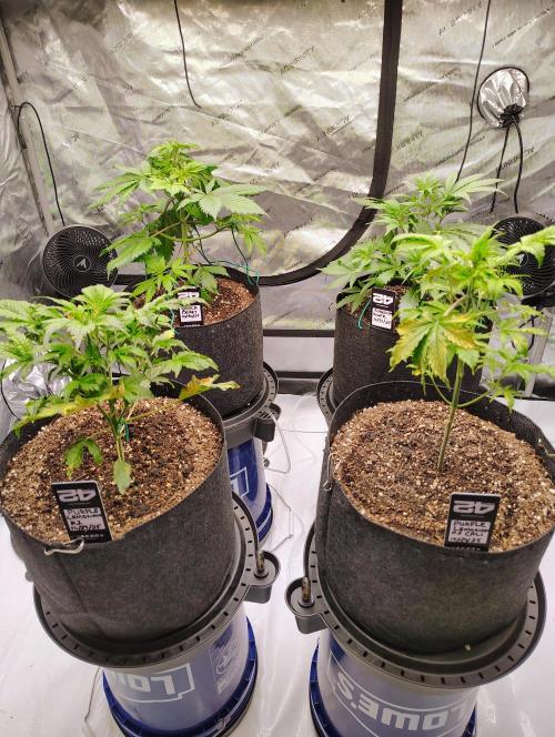 Winter 2025 garage grow. Week 1 - Fast buds Purple lemonades are still struggling. There still here and smell good