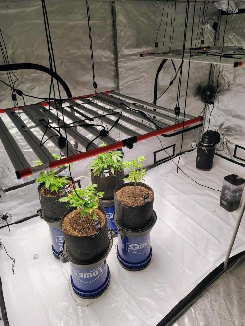 Winter 2025 garage grow. Week 1