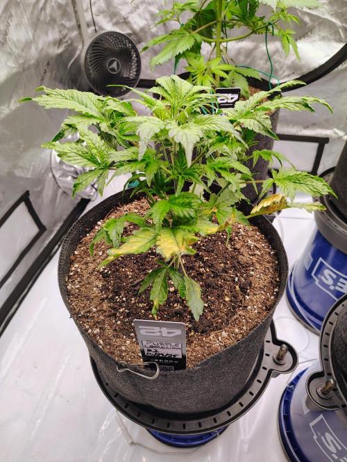 Winter 2025 garage grow. Week 1 - Purple lemonade auto#1