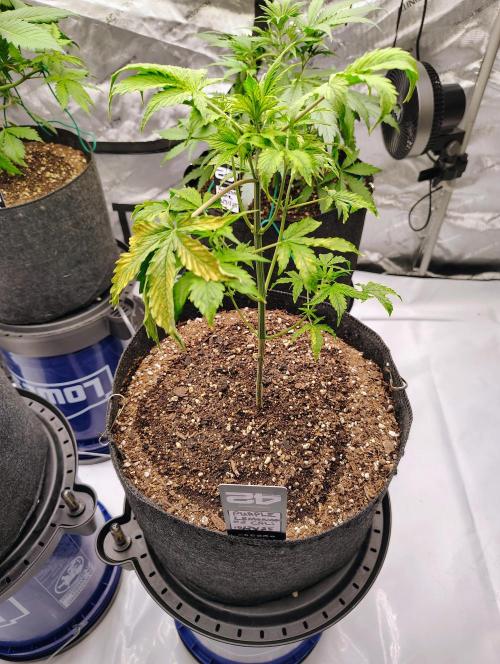 Winter 2025 garage grow. Week 1 - Purple lemonade auto #2