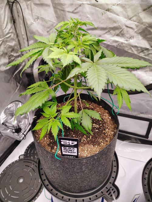 Winter 2025 garage grow. Week 1 - Blackberry auto#3