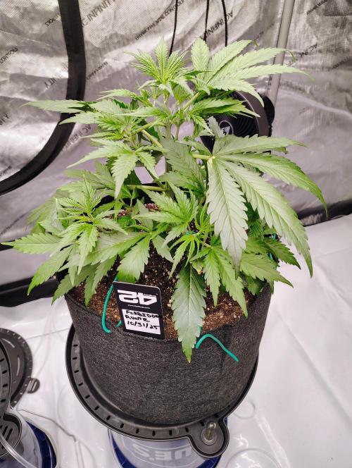 Winter 2025 garage grow. Week 1 - Forbidden Runtz auto#4