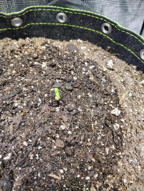 Banana Purple Punch RF3. Week 0