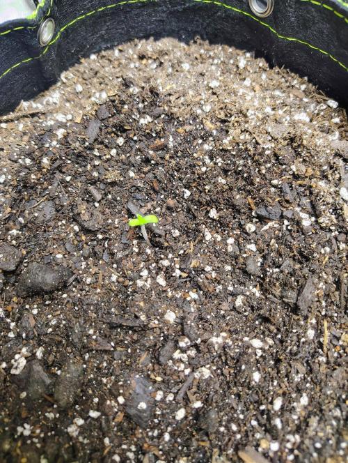 Banana Purple Punch RF3. Week 0