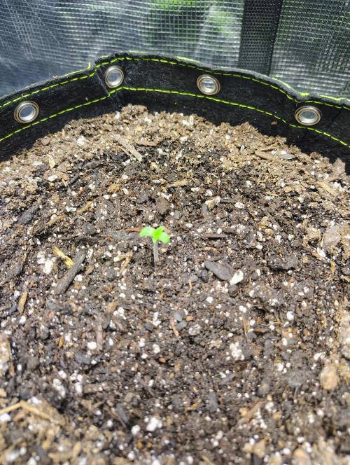 Banana Purple Punch RF3. Week 0