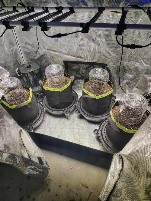 Banana Purple Punch RF3. Week 0