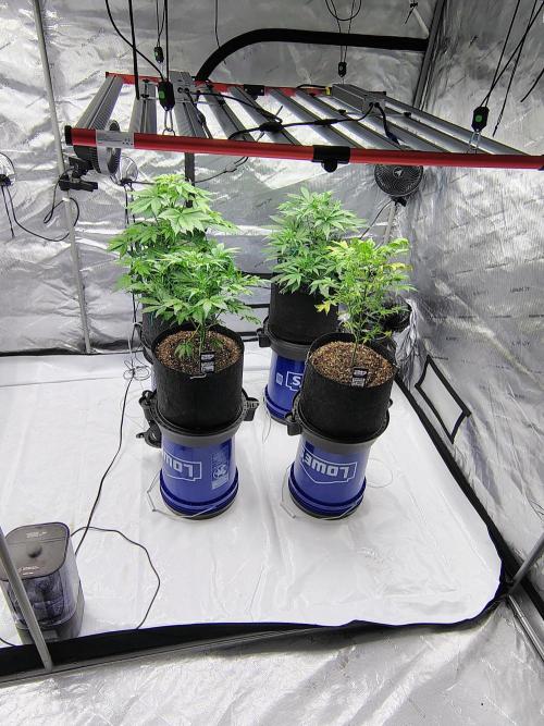 Winter 2025 garage grow. Week 3