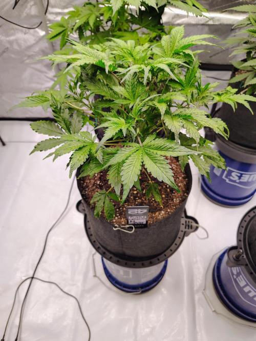 Winter 2025 garage grow. Week 3 - Purple lemonade #1 is slowly coming back. She will flower. We shall see.