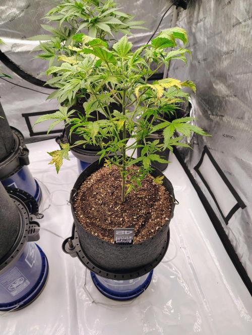 Winter 2025 garage grow. Week 3 - Purple lemonade #2 still really struggling. We shall see as well.