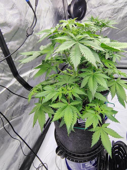 Winter 2025 garage grow. Week 3 - Blackberry is thriving. Can't wait for her to finish.