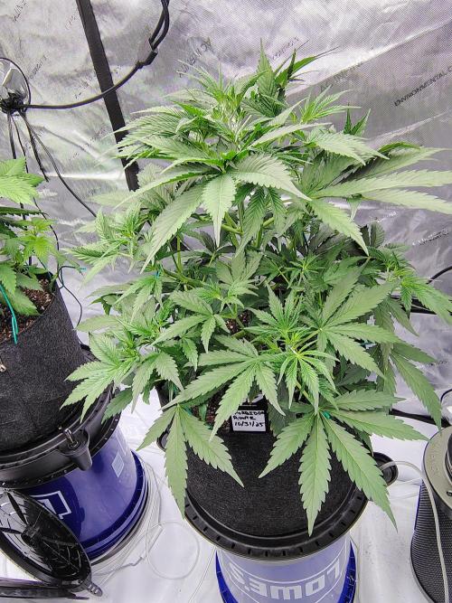 Winter 2025 garage grow. Week 3 - Forbidden Runtz is thriving as well. Also can't wait.