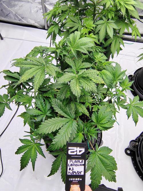 Winter 2025 garage grow. Week 4 - Purple 🍋 D #1 definitely better this week. Did some serious LST she liked it.