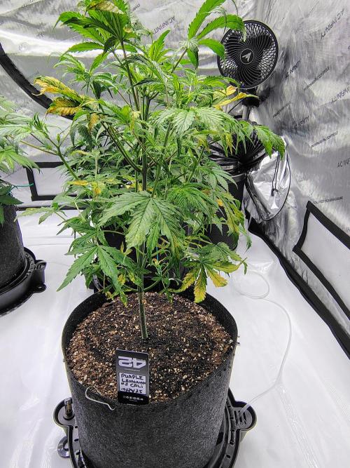 Winter 2025 garage grow. Week 4 - Purple 🍋 #2 still doing something. We shall she if I can pull it off.