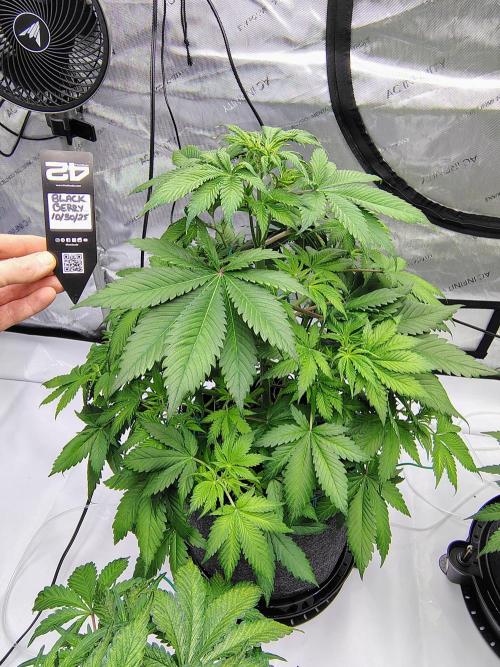 Winter 2025 garage grow. Week 4 - Blackberry definitely strong genetics. Can't wait to she what she does inside