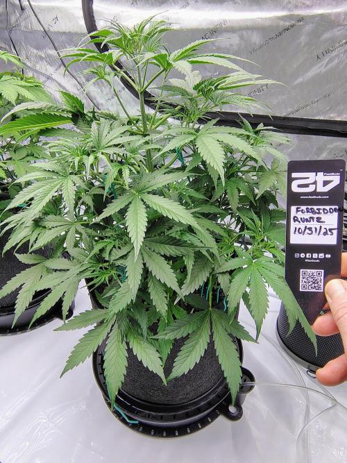 Winter 2025 garage grow. Week 4 - Forbidden Runtz another strong genetics.Can't wait to see what she does inside.