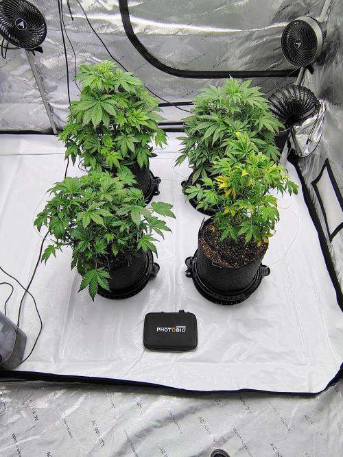 Winter 2025 garage grow. Week 4 - Photo from above after I took them off buckets. Turned to 500w